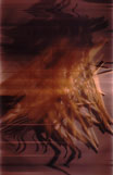 <h5>Iris Giclé Print, 1999</h5>